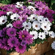 گل استئوسپرم موم