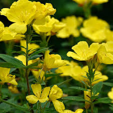 گل مغربی زرد